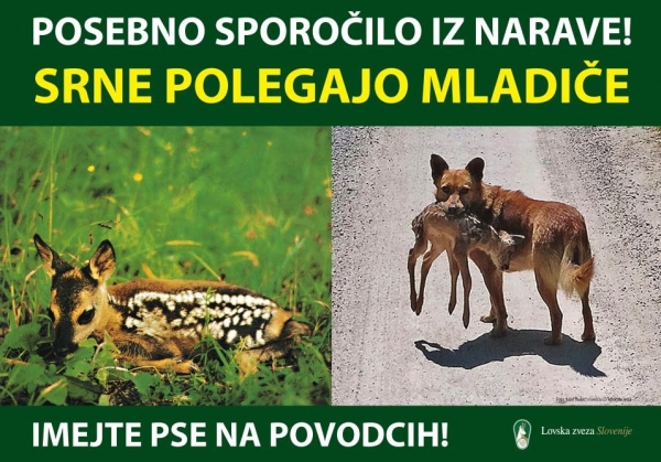 Previdno v naravi: Prostoživeče živali polegajo mladiče, zato so še posebej občutljive