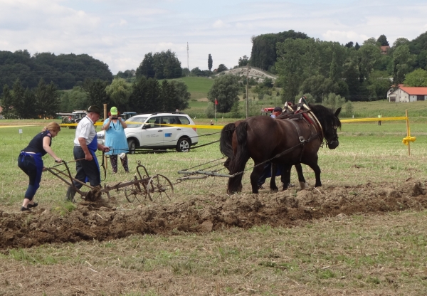Tekmovanje oračev Podravja pri Lenartu